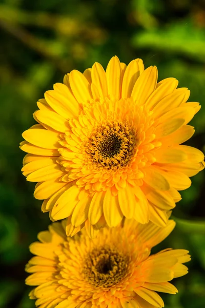 Close Gerbera Flower Thailand — Stock Photo, Image