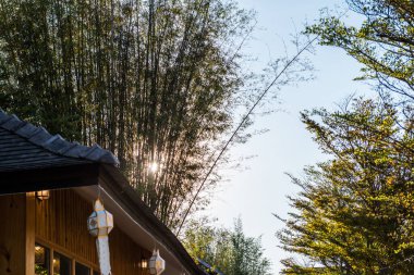 Akşam vakti güneş ışığıyla bambu, Tayland.