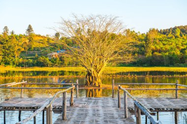 Gölde ağaç, güneş ışığı, Tayland.