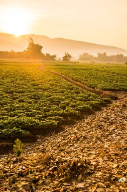 Tarım alanında sabah güneşi, Tayland.