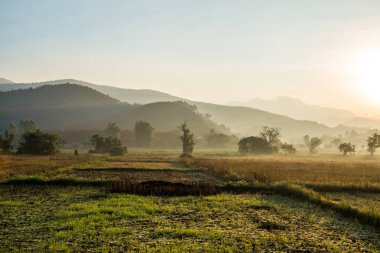 Tarım alanında sabah güneşi, Tayland.