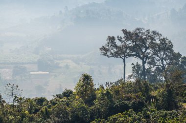 Phu Langka Ulusal Parkı, Tayland Güzel Dağ Manzarası.