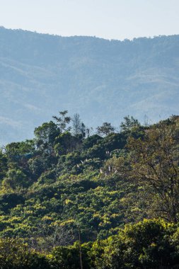 Phu Langka Ulusal Parkı, Tayland Güzel Dağ Manzarası.
