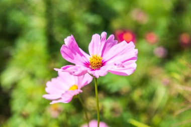 Doğal arka planı olan pembe kozmos, Tayland.