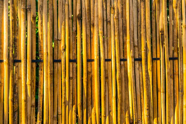夕暮れ時の日差しのある竹の背景 — ストック写真