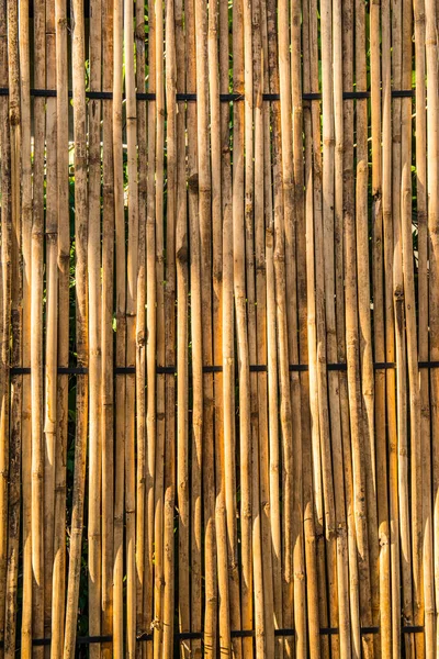 Fundo Bambu Com Luz Solar Noite Tailândia — Fotografia de Stock