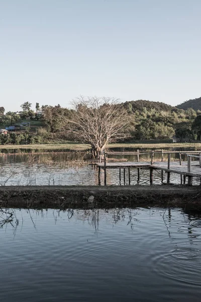 Árbol Lago Con Luz Solar Tailandia —  Fotos de Stock