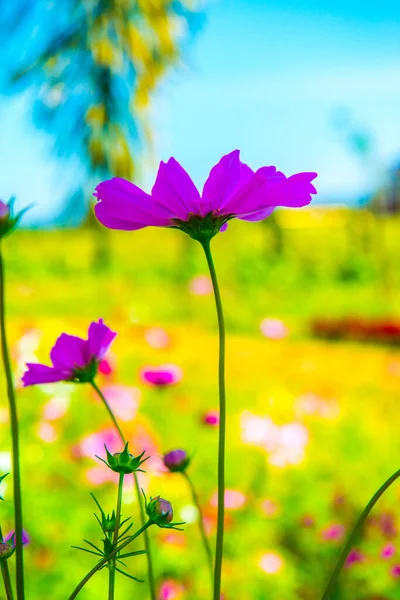 Kosmos Blume Mit Blauem Himmel Hintergrund Thailand — Stockfoto