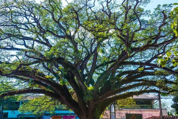 Schöner Jamjuree Baum Distrikt Chiangkham Thailand — Stockfoto