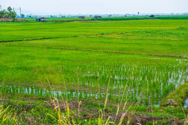 Riz Dans Pays Thaïlande — Photo
