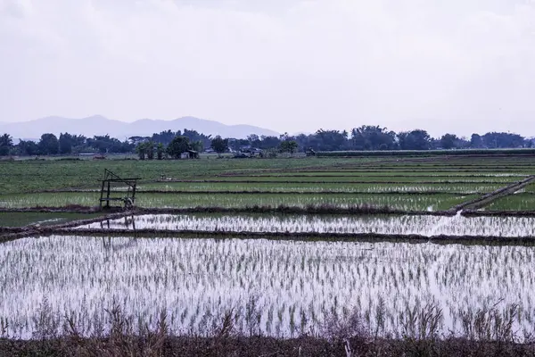 Pole Ryżowe Kraju Tajlandia — Zdjęcie stockowe