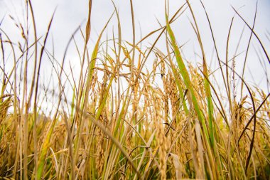 Rice Paddy in Field, Chiang Mai Province.