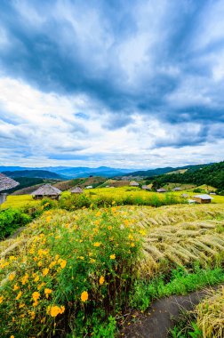 Pa Bong Piang Rice Terraces at Chiang Mai Province, Thailand.