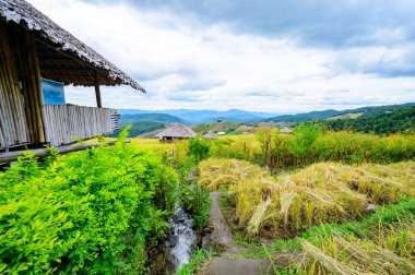Pa Bong Piang Rice Terraces at Chiang Mai Province, Thailand.