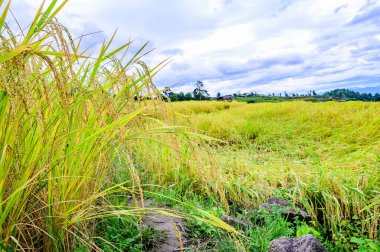 Pa Bong Piang Rice Terraces at Chiang Mai Province, Thailand.