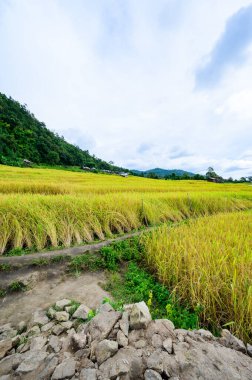 Pa Bong Piang Rice Terraces at Chiang Mai Province, Thailand.