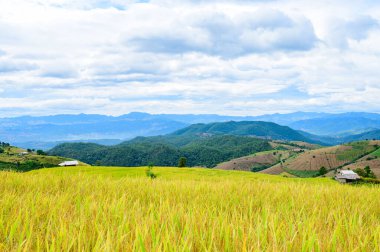 Pa Bong Piang Rice Terraces at Chiang Mai Province, Thailand.
