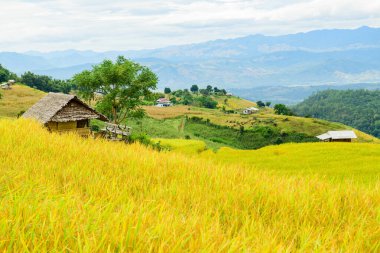 Pa Bong Piang Rice Terraces at Chiang Mai Province, Thailand.