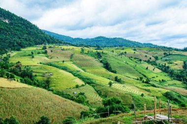 Pa Bong Piang Rice Terraces at Chiang Mai Province, Thailand.