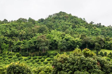 Tayland 'ın Sa Moeng bölgesinde dağdaki orman..