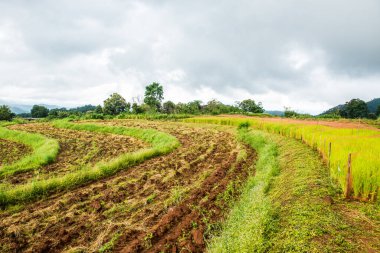 Samoeng pirinç araştırma merkezi, Tayland.