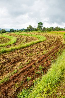 Samoeng pirinç araştırma merkezi, Tayland.