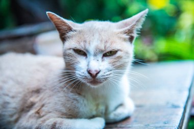 Tayland kedisine yakın, Tayland.