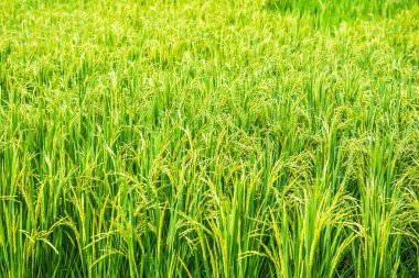 Chiangmai şehrindeki pirinç tarlası, Tayland.