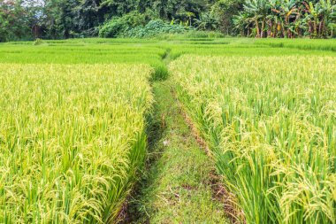 Chiangmai şehrindeki pirinç tarlası, Tayland.
