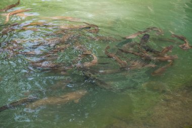 Sudaki balıklar, Tayland.