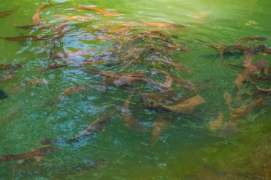 Sudaki balıklar, Tayland.