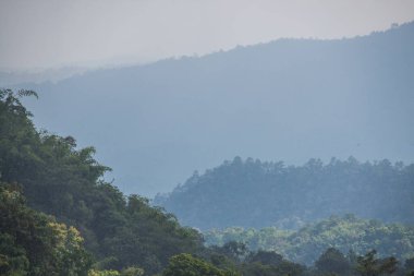 Tayland 'da sisli tropik yağmur ormanı.