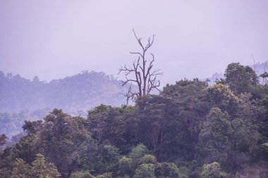 Tayland 'da sisli tropik yağmur ormanı.
