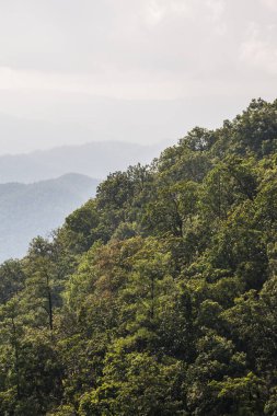 Tayland 'da sisli tropik yağmur ormanı.