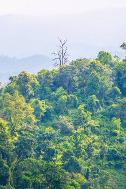 Tayland 'da sisli tropik yağmur ormanı.