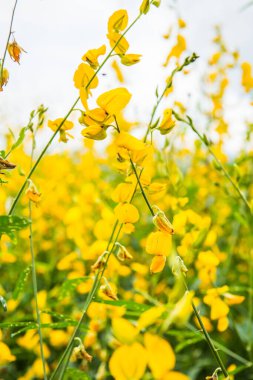 Tayland, Sunn Hemp çiçeğinin yakın çekimi.