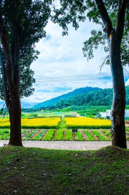 Tayland 'da Sunn Hemp Field.