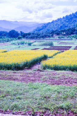 Tayland 'da Sunn Hemp Field.