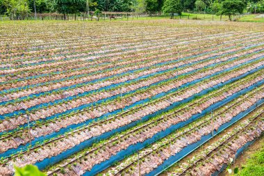 Tayland 'ın Chiangmai şehrinde çilek çiftliği..