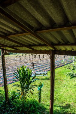 Tayland 'ın Chiangmai şehrinde çilek çiftliği..