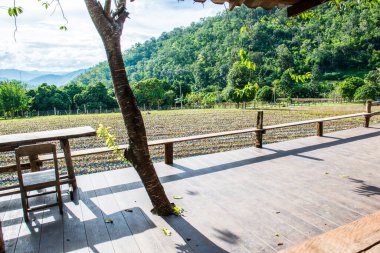 Tayland 'ın Chiangmai şehrinde Tayland tarzı teras..