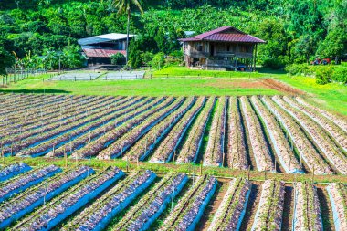 Tayland 'ın Chiangmai şehrinde çilek çiftliği..