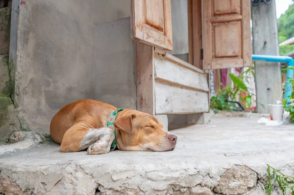 stock image Thai dog with country background, Chiang Mai Province.