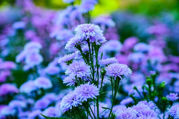 Violet Flower Garden Chiang Mai Province — Stockfoto
