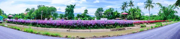 Chiang Mai Thailand October 2020 Panorama View Beautiful Flower Garden — Zdjęcie stockowe