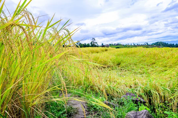 Bong Piang Rice Terraces Chiang Mai Province Thailand —  Fotos de Stock