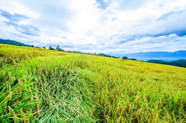 stock image Pa Bong Piang Rice Terraces at Chiang Mai Province, Thailand.