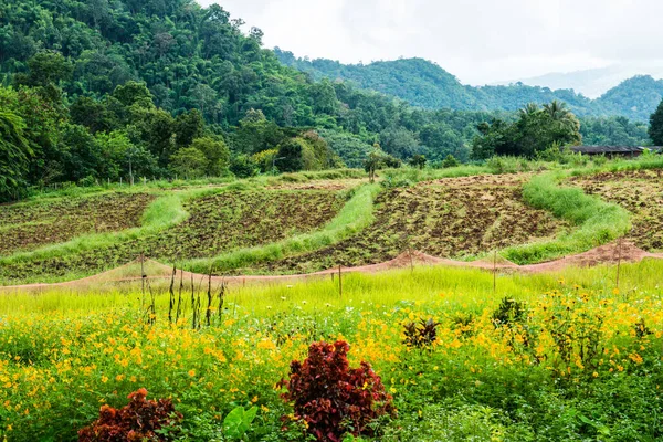 Landscape Samoeng Rice Research Center Thailand — Stock Photo, Image