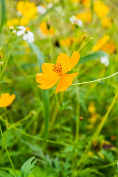 Cosmos Amarelo Flor Com Fundo Natural Tailândia — Fotografia de Stock