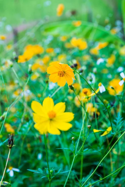 Żółty Kwiat Kosmosu Naturalnym Tłem Tajlandia — Zdjęcie stockowe